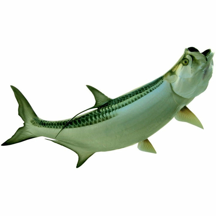 King sailfish Tarpon Mount