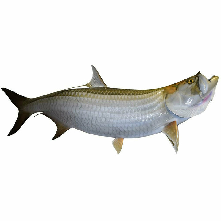 King sailfish Tarpon Mount