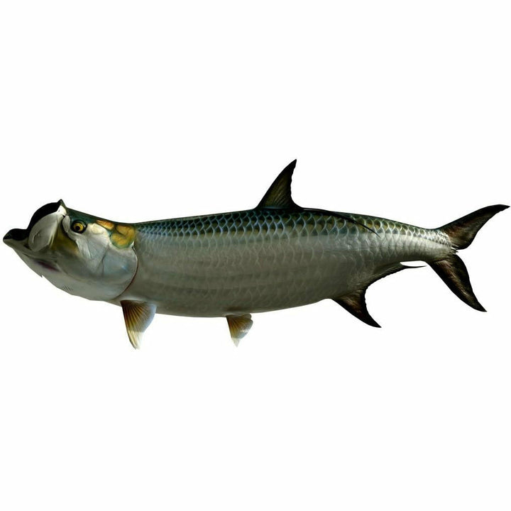 King sailfish Tarpon Mount