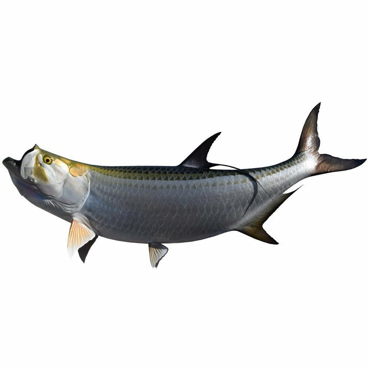 King sailfish Tarpon Mount