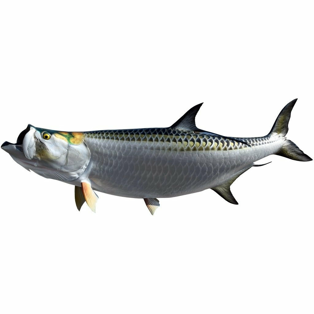 King sailfish Tarpon Mount