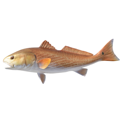 Redfish Mount