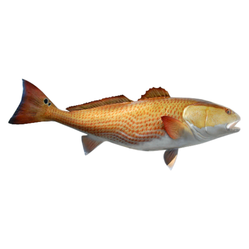 Redfish Mount