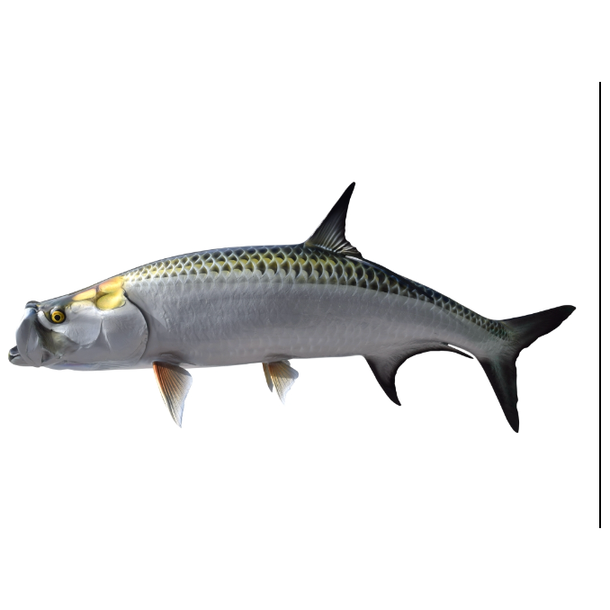 King sailfish Tarpon Mount