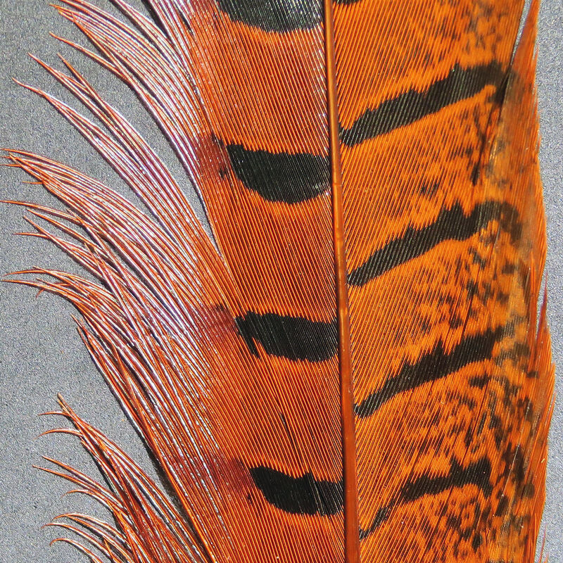 Ringneck Pheasant Tail Feathers