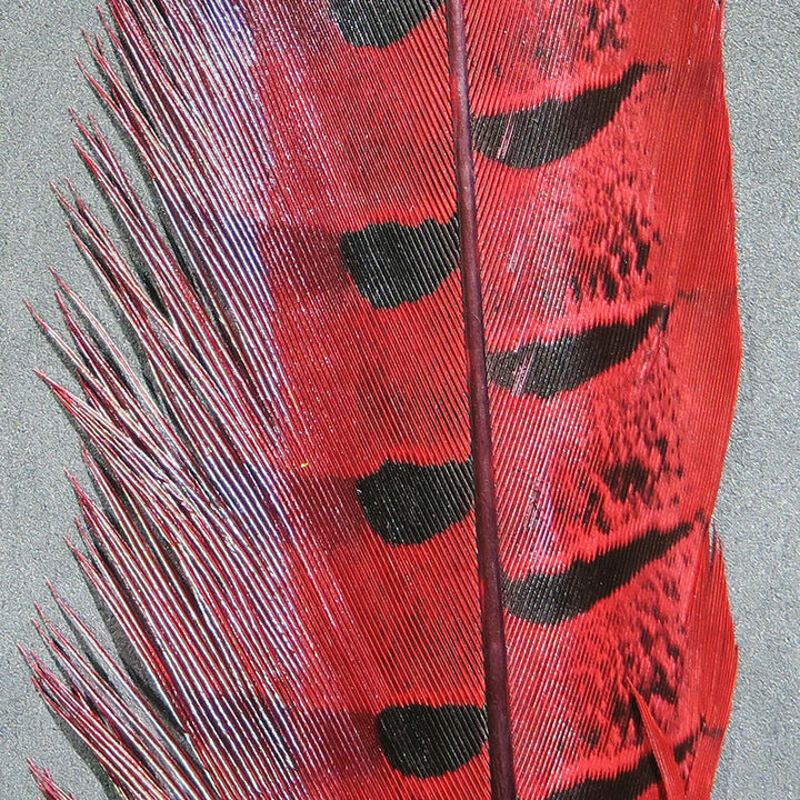 Ringneck Pheasant Tail Feathers